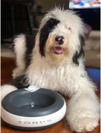 Maxi Filtered Dog Water Bowl, 2L/68oz - No Power or Batteries Needed, Auto-Refill, No Spill, Portable Travel Lock, Carbon Filter, BPA-Free, Dogs & Cats