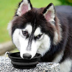 Kytely Large Collapsible Dog Bowls 2 Pack, 34oz Foldable Dog Travel Bowl, Portable Pet Water Food Bowl with Clasp, Pet Cat Feeding Cup Dish for Traveling, Walking, Hiking (Black+Black)