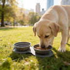 2-in-1 Collapsible Dog Bowl for Travel, Portable Dog Water Bowl with Carabiner Clip, Foldable Silicone Food Dish for Pets Outdoor Hiking Camping Walks (Gray)