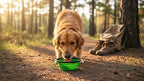 Silicone Foldable Pet Food Water Feeder, Collapsible Travel Bowl for Dog and Cat, Outdoor Portable (Green)