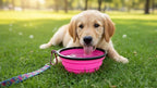 Silicone Foldable Pet Food Water Feeder, Collapsible Travel Bowl for Dog and Cat, Outdoor Portable (Pink)