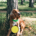 Silicone Foldable Pet Food Water Feeder, Collapsible Travel Bowl for Dog and Cat, Outdoor Portable (Yellow)