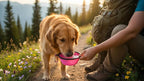 Silicone Foldable Pet Food Water Feeder, Collapsible Travel Bowl for Dog and Cat, Outdoor Portable (Pink)
