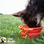 The Dodo Collapsible Dog Bowl, Red; Travel Dog Bowl That Folds Flat and Clips with Carabiner for Easy Storage and Carry