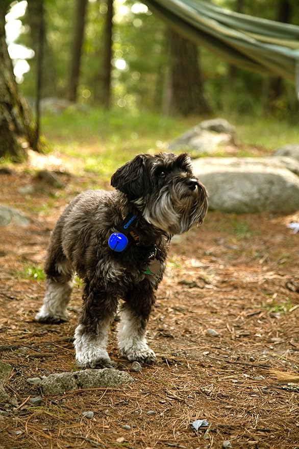 Coghlan's Magnetic Bear Bell with Silencer - Hiking Safety Gear for Wildlife Alert