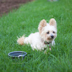 Prima Pet Collapsible Silicone Water Travel Bowl with Clip for Dog and Cat, Portable and Durable Pop-up Feeder for Convenient On-the-go Feeding - Size: Small (1.5 Cups) Grey