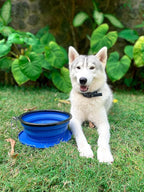 Tuff Pupper SuperBigSlurp Collapsible Dog Bowls | Two Pack Bowls | Extra Large Capacity | Portable, Food Safe, Odorless | Non-Toxic Silicone [Two Pack Blue Bowls 100oz]
