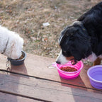 Collapsible Silicone Travel Dog and CAT Bowl with Carabiner, Large, Pink