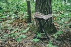 ALPS OutdoorZ Tri-Leg Stool Mossy Oak Original Bottomland Folding Hunting Stool with Steel Frame, 600D Polyester Fabric, Compact Packable Design & Carry Strap for Turkey Hunting & Camping