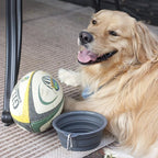 Sale: Prima Pet Collapsible Silicone Water Travel Bowl with Clip for Dog and Cat, Portable and Durable Pop-up Feeder for Convenient On-the-go Feeding Size: Large (5 Cups) Grey