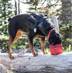 Kurgo Zippy Bowl for Dogs, Collapsible Travel Dog Bowls, Pet Food & Water Hiking Container, Food Grade Silicone, Travel Accessories for Pets, Includes Carabiner, Holds 48 oz (Barn Red)